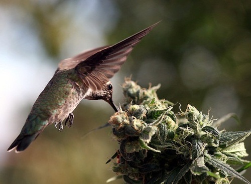 Из ВК. Снимал не Я.