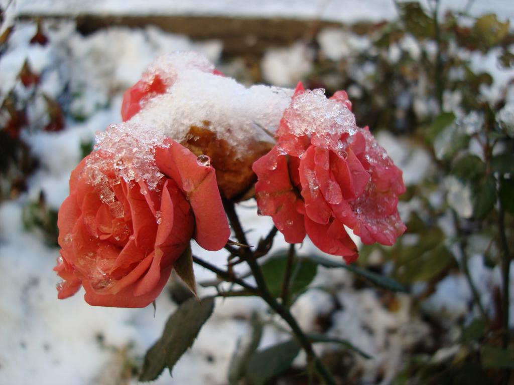 winter_roses_01.JPG