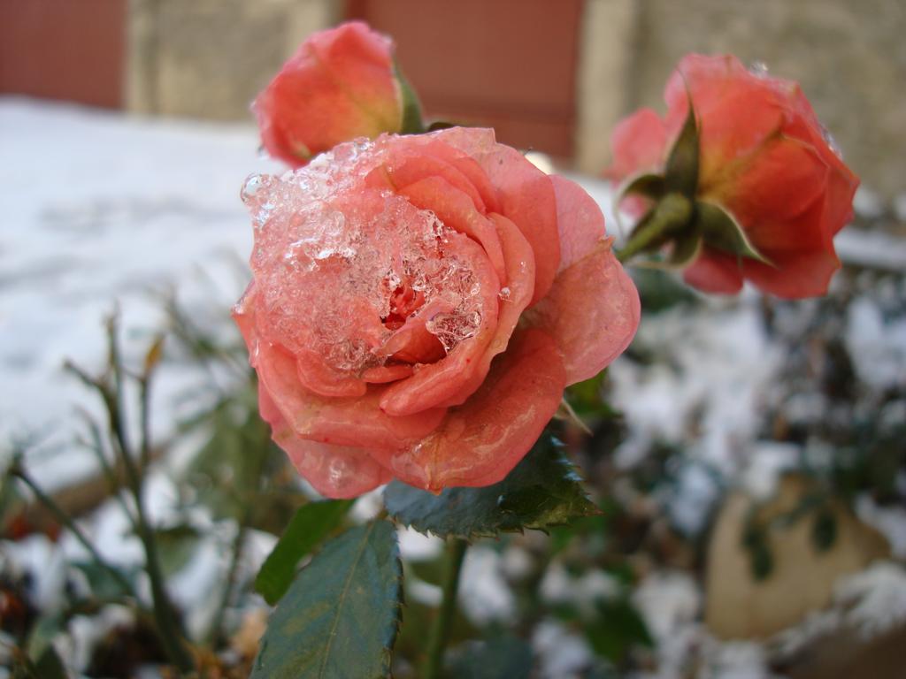 winter_roses_02.JPG